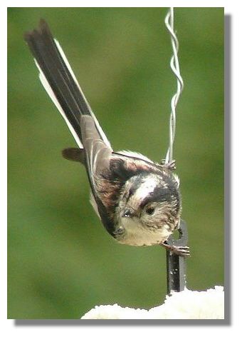Long-tailed Tit