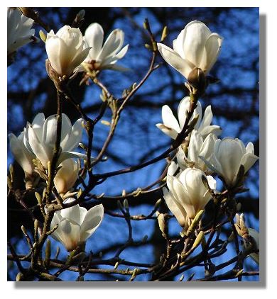 Magnolia