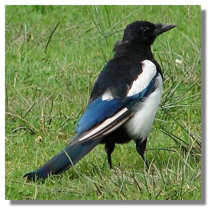 Magpie