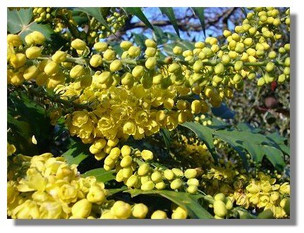 Mahonia