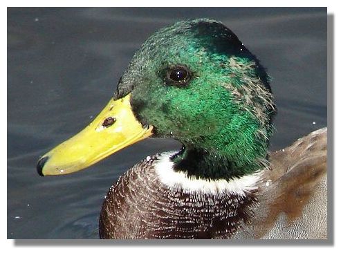 mallard colour