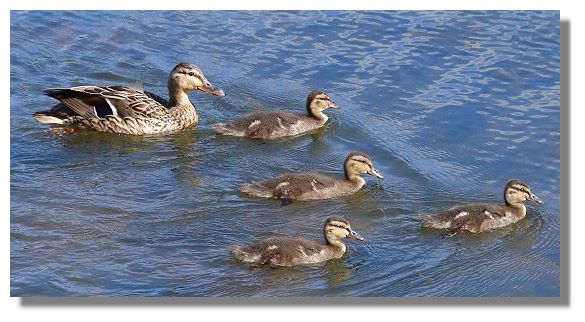 Mallard Chicks Escorted by Mum