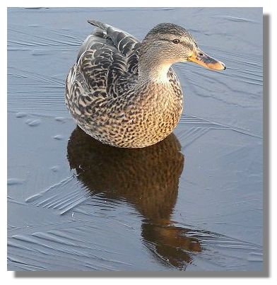 Mallard on Ice