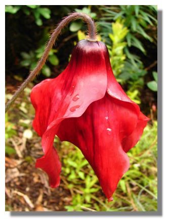 Red Mecanopsis