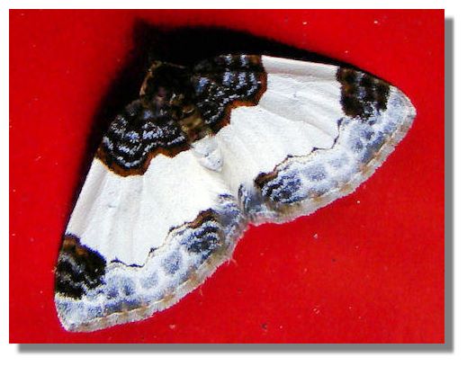 common carpet moth. of different Carpet moths