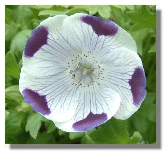 Nemophila Maculata