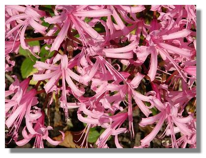 Nerine