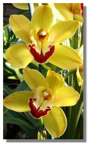 Orchid