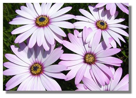 Osteospermum