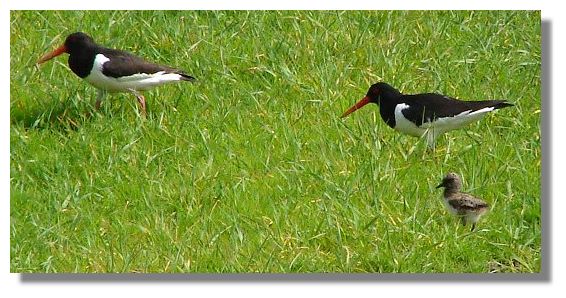 Oystercatchers and Chick