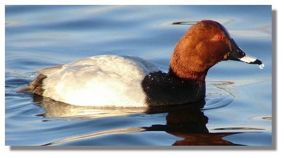 Pochard