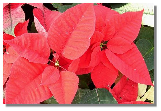 Poinsettia