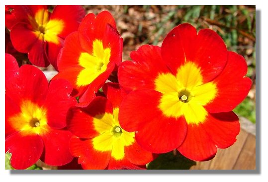 Polyanthus