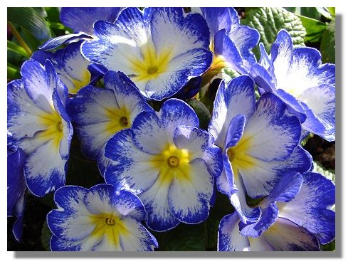 Polyanthus