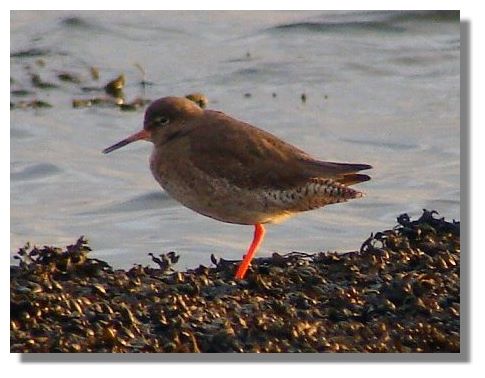 Redshank