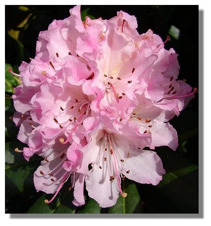 Rhododendron