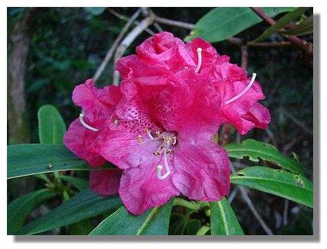 Rhododendron