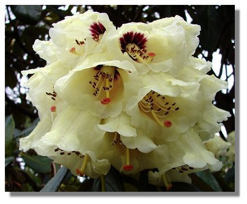 Rhododendron