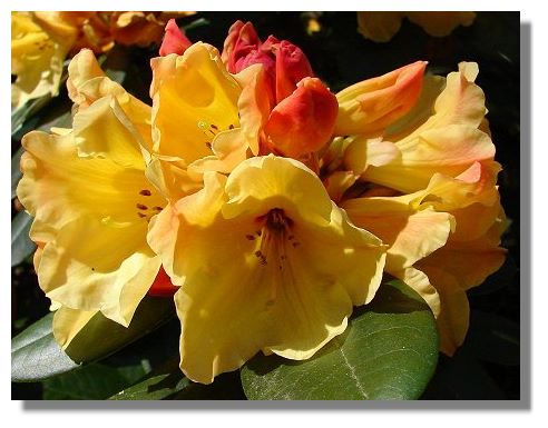 Rhododendron
