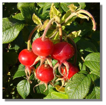 rose rugosa