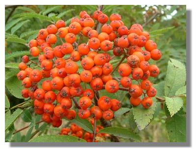 Rowan Berries