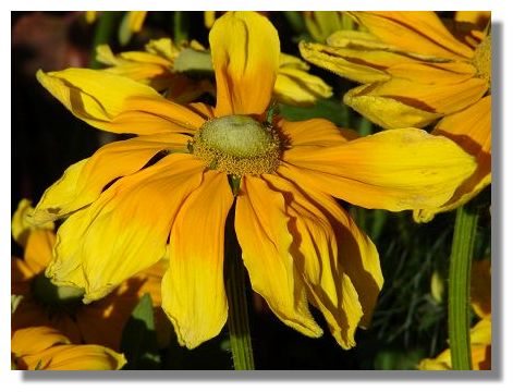 Rudbeckia