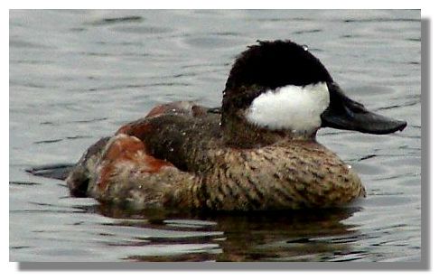 Ruddy Duck