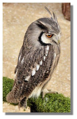 Scops Owl