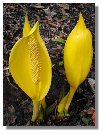 Skunk Cabbage