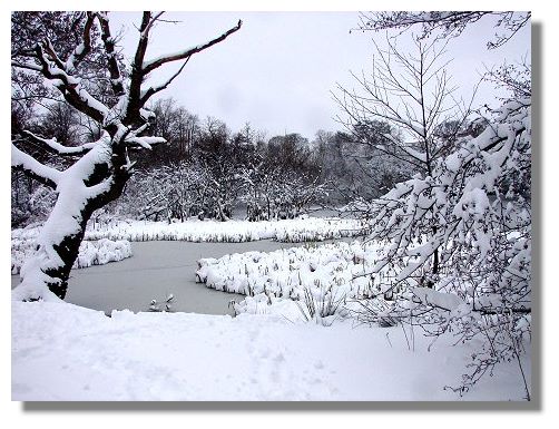 Snow Scene Kilmardinny Loch