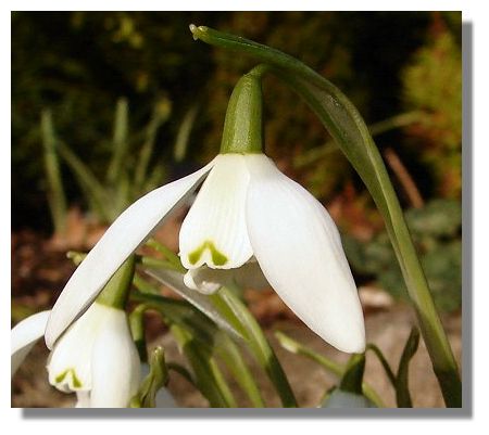 Snowdrop