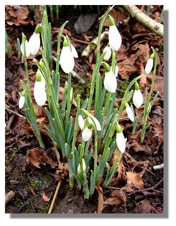 Snowdrops