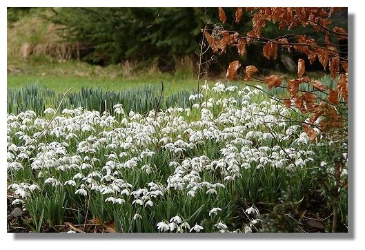 Snowdrops