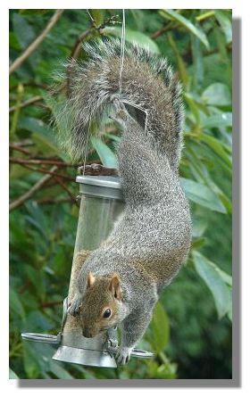 Grey Squirrel