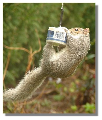 Grey Squirrel