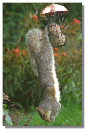Grey Squirrel