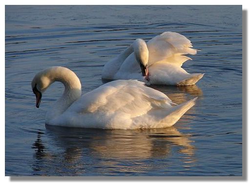Swans