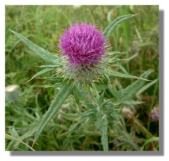 Thistle