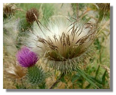 A blue thistle at Wye, England. Today I received a lovely package from Blue,