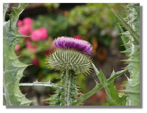  there are many different varieties of thistle growing in Scotland.