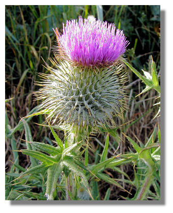 Although thistles can be found all across the UK and Ireland, it has become Although thistles can be found all across the UK and Ireland, it has become