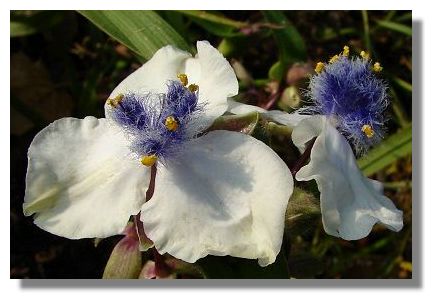 Tradescantia