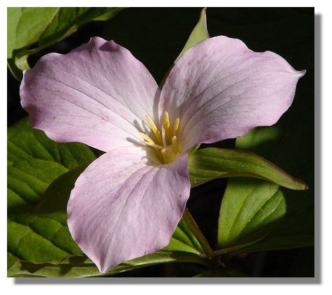 Trillium Grandiflorum