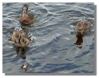 Tufted Ducks
