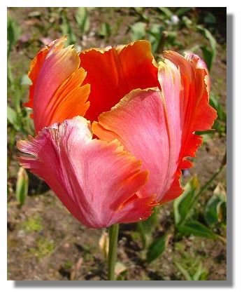 Tulips are all but over but the fringed varieties, such as this one, Tulips are all but over but the fringed varieties, such as this one,