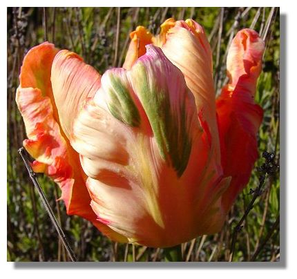 The wide variety of tulips available nowadays is staggering. The wide variety of tulips available nowadays is staggering.