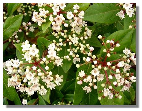 Viburnum