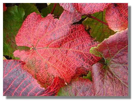 Vine - Vitis Cognetiae