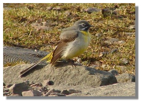 Grey Wagtail