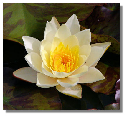 What better flower to illustrate the lazy days of summer than a Water Lily?
